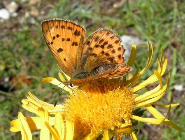 Lycaena virgaureae